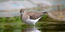 Solitary Sandpiper